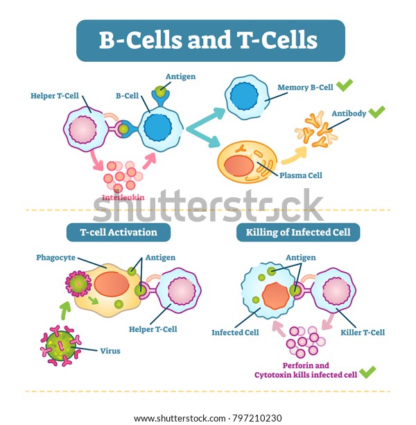 B-cells and T-cells schematic diagram,\
vector illustration, immune system cell functions.\
