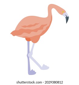Beach flamingo icon isometric vector. Pink tropical bird. Sumeer zoo flamingo
