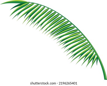 Beach palm leaf. Exotic jungle plant branch