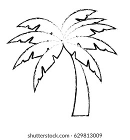 Beach palm tree