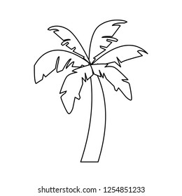 Beach palm tree in black and white