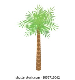 Beach palm tree icon. Isometric of beach palm tree vector icon for web design isolated on white background