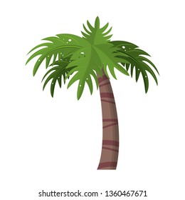 Beach palm tree isolated