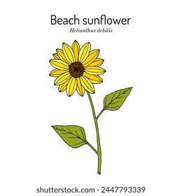 Beach sunflower (Helianthus debilis), ornamental plant. Hand drawn botanical vector illustration