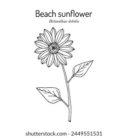 Beach sunflower (Helianthus debilis), ornamental plant. Hand drawn botanical vector illustration