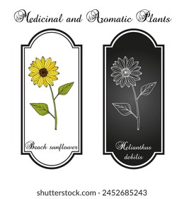 Beach sunflower (Helianthus debilis), ornamental plant. Hand drawn botanical vector illustration