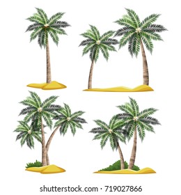 Beach tree palms
