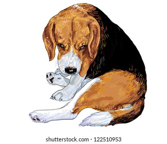 Colorful Beagle Vector Hand Drawing Portrait Stock Vector (Royalty Free ...