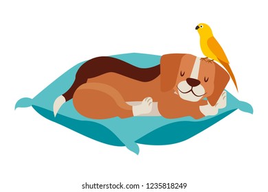 beagle and bird pet on cushion