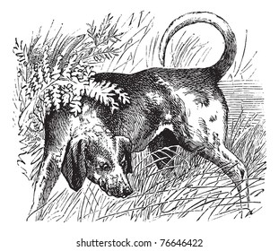 Beagle or Canis lupus familiaris, vintage engraving. Old engraved illustration of a Beagle. Trousset encyclopedia.
