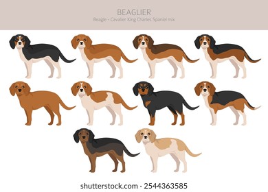 Beagle Cavalier King Charles Spaniel mix. Beaglier clipart. Different coat colors set.  Vector illustration