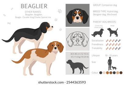 Beagle Cavalier King Charles Spaniel mix. Beaglier clipart. Different coat colors set.  Vector illustration