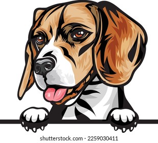 Beagle Color Peeking Dogs. Color image of a dogs head isolated on a white background. Dog portrait, Vector illustration