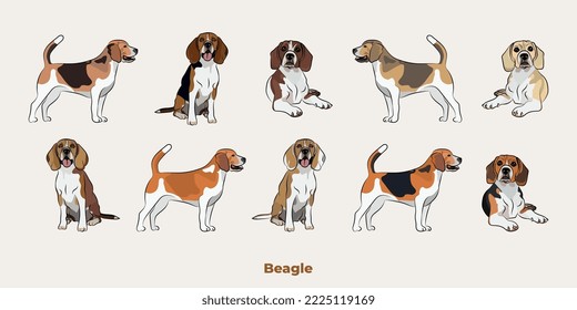 Beagle colors. Cute dog characters in various poses, design for print, adorable and cute cartoon vector set, in different poses. All popular colors. Dog Drawing collection set. Standing, sitting.