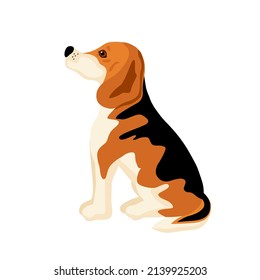 Beagle. A cute Beagle dog sits looking up. White, brown and black in colour. Good friend, Icon for website about animals, training, veterinary clinic. Vector flat illustration, cartoon style.