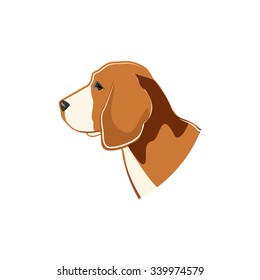 Beagle, dog