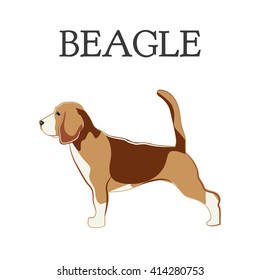 Beagle, dog