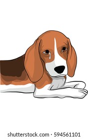 beagle dog  action