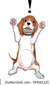 beagle dog  action