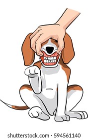 beagle dog  action