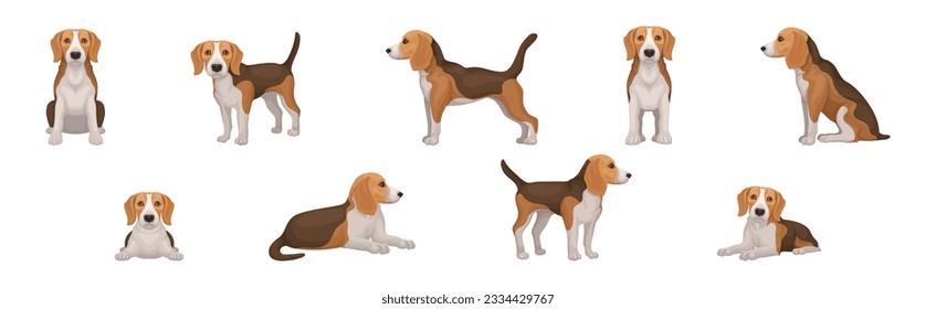 Raza de perro de beagle en diferentes vasos