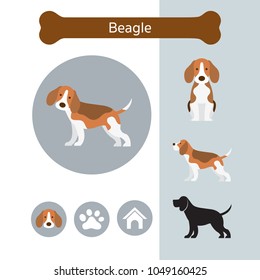 Beagle Dog Breed Infographic, Illustration, Front and Side View, Icon