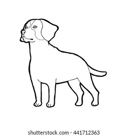 Beagle dog breed. Outline vector illustration.