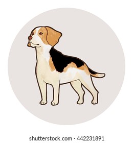 Beagle dog breed. Outline with watercolor background. Vector illustration.