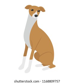 
Beagle, a dog breed of small hound

