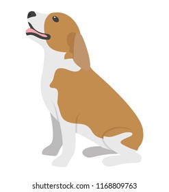 
Beagle, a dog breed of small hound
