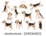 Beagle dog dog clipart. All coat colors set.  Different position. All dog breeds characteristics infographic. Vector illustration