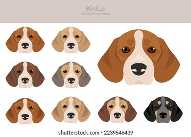 Beagle dog dog clipart. All coat colors set.  Different position. All dog breeds characteristics infographic. Vector illustration