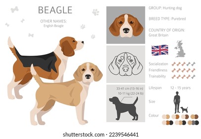 Beagle dog dog clipart. All coat colors set.  Different position. All dog breeds characteristics infographic. Vector illustration