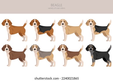 Beagle dog dog clipart. All coat colors set.  Different position. All dog breeds characteristics infographic. Vector illustration