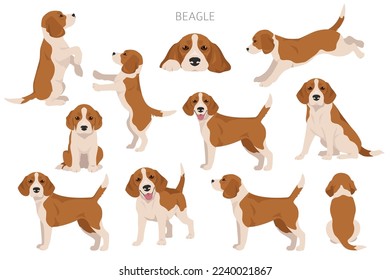 Beagle dog dog clipart. All coat colors set.  Different position. All dog breeds characteristics infographic. Vector illustration