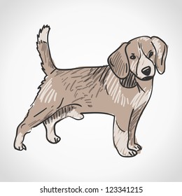 Beagle Dog - Cute pet animal as studio shot isolated on white background