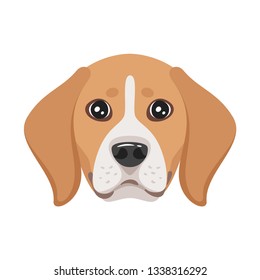 Beagle dog face. Adorable pet. Vector illustration isolated on white background.