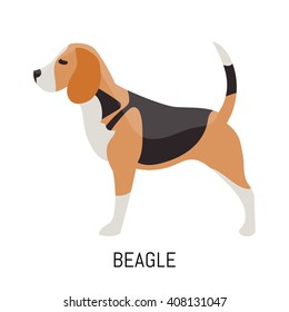 Beagle. Dog, flat icon. Isolated on white background.