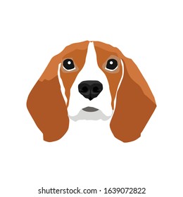 Beagle dog head vector with brown and white color