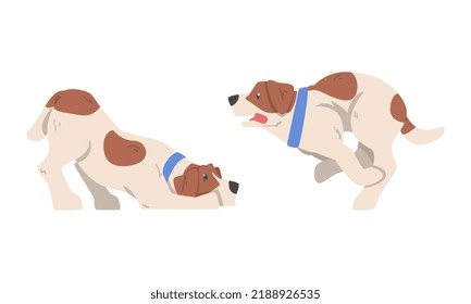 Beagle Dog Hound Breed with Brown Marking and Neck Collar Vector Set