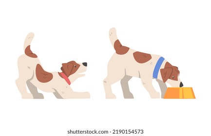 Beagle Dog Hound Breed with Brown Marking and Neck Collar Vector Set