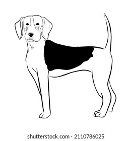 Beagle dog isolated on white background.  Hand drawn dog breed vector sketch.