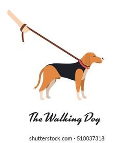 Beagle Dog with a leash - Vector color serious dog Beagle breed on the walk