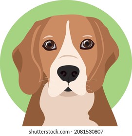 Beagle dog on a contrasting background