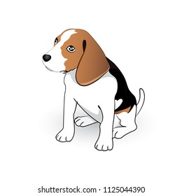 Beagle Dog on white background