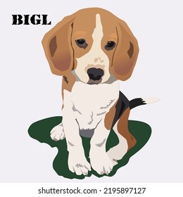 a beagle dog on a white background
