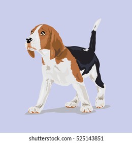 beagle dog at one color background