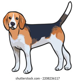 Beagle Dog Pet Colored Drawing