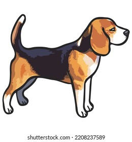 Beagle Dog Pet Colored Drawing