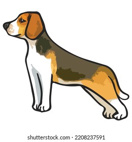 Beagle Dog Pet Colored Drawing